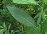 Salix dasyclados Wimm. × Salix myrsinifolia