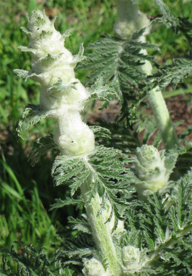 Изображение особи Phlomoides laciniata.