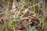 Salix myrtilloides. Вегетирующее растение с галлами на листьях. Республика Бурятия, Баунтовский эвенкийский р-н, окр. пос. Северный. 15.08.2010.