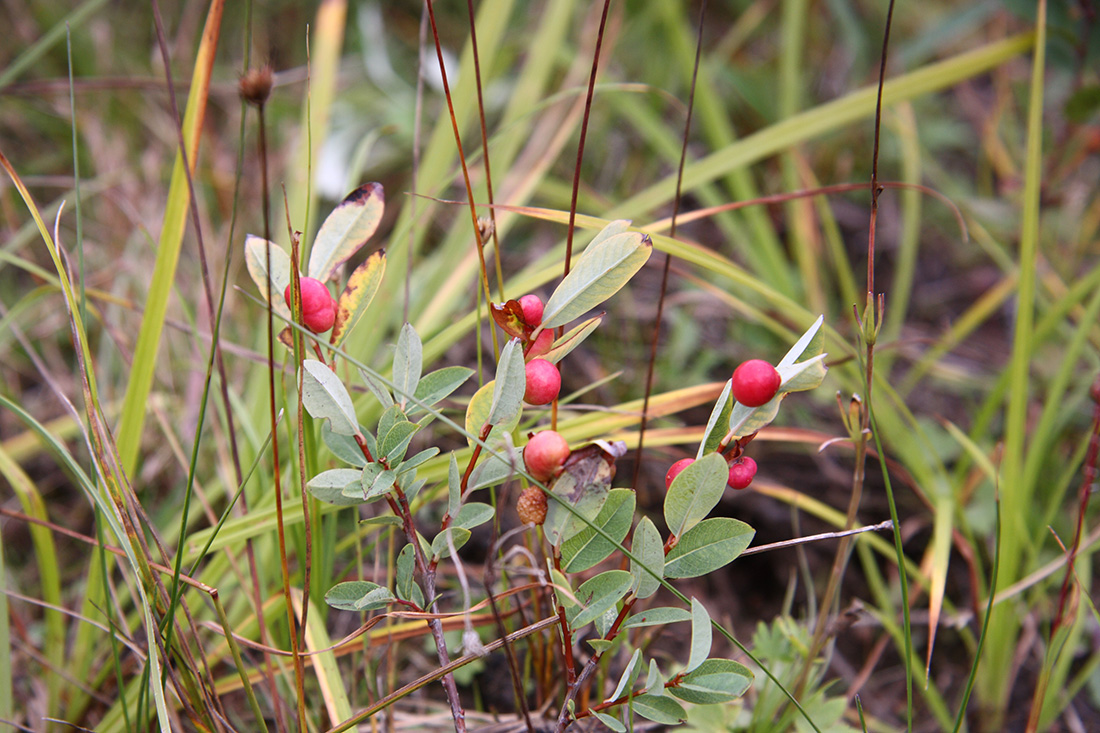 Изображение особи Salix myrtilloides.