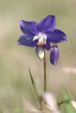 Aquilegia parviflora