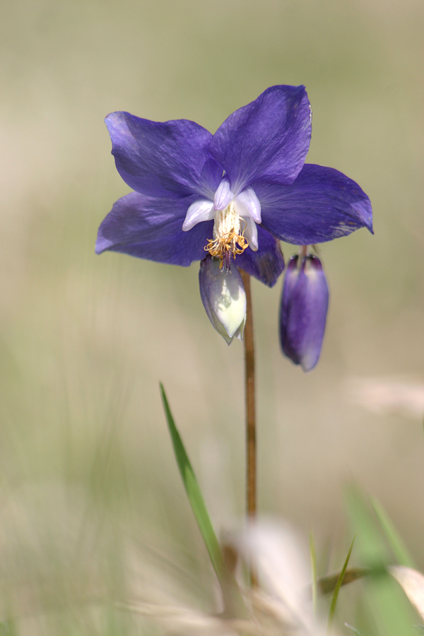 Image of Aquilegia parviflora specimen.