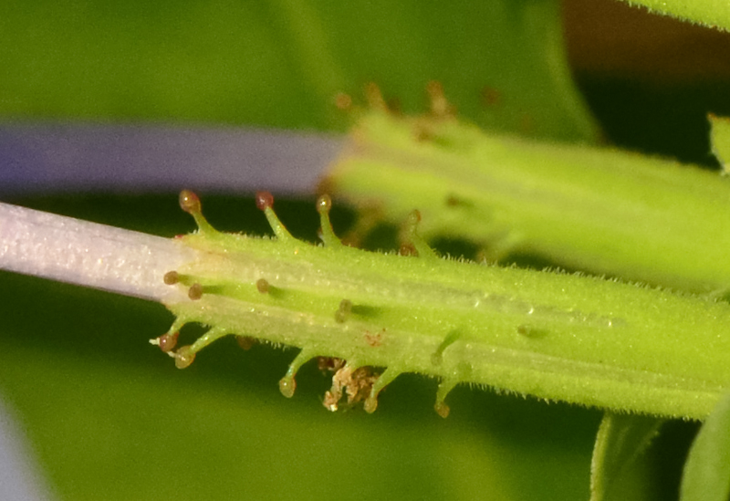 Image of Plumbago auriculata specimen.