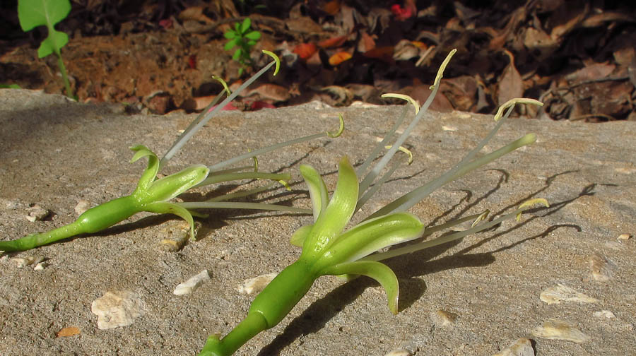 Изображение особи Agave attenuata.