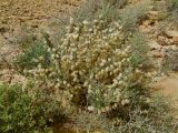 Astragalus spinosus