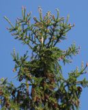Picea abies