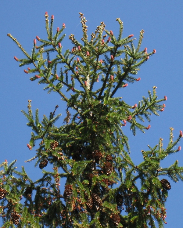 Image of Picea abies specimen.