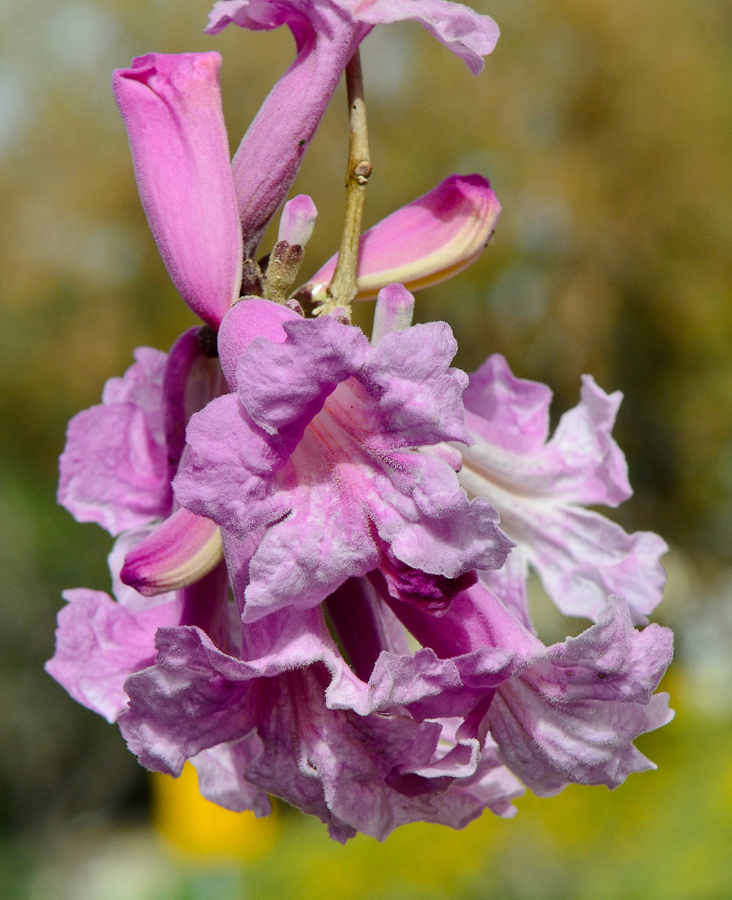 Изображение особи Tabebuia impetiginosa.