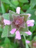 Lamium purpureum