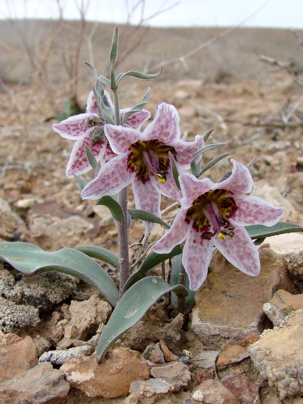 Изображение особи Rhinopetalum karelinii.