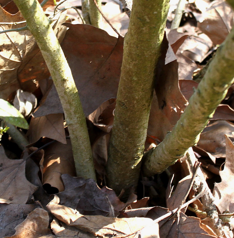 Изображение особи Ligustrum obtusifolium var. regelianum.
