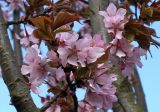 Cerasus sachalinensis
