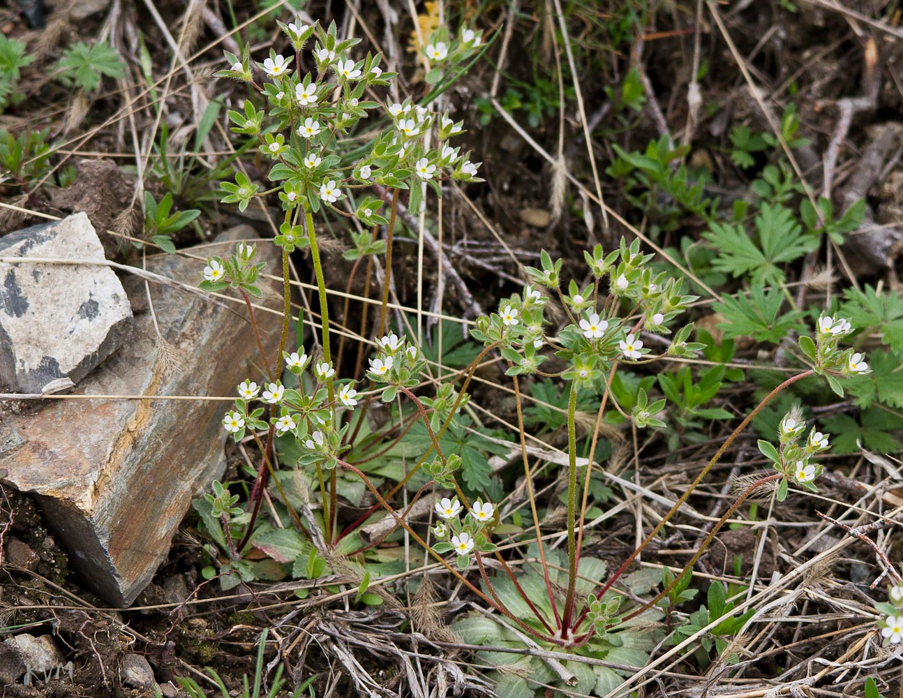 Image of Androsace maxima specimen.
