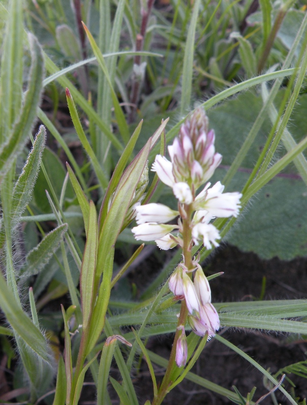 Image of Polygala comosa specimen.