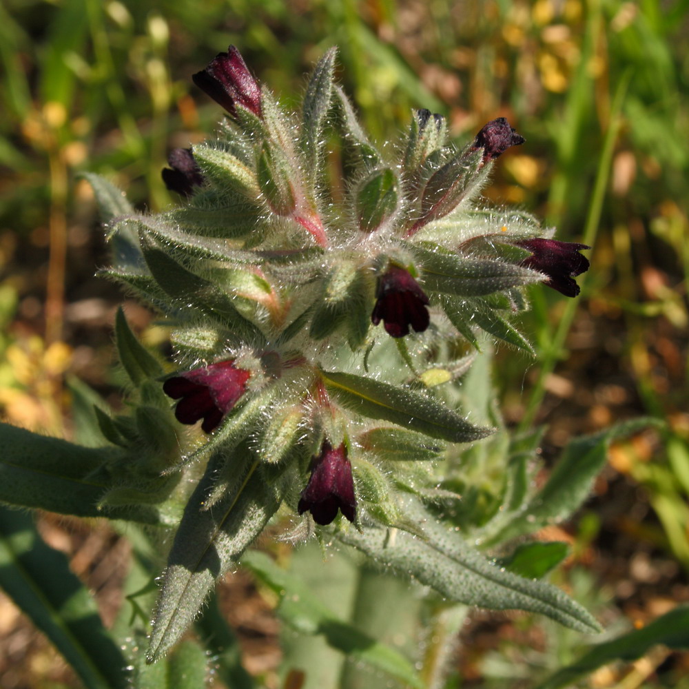 Image of Nonea rossica specimen.