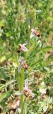 Ophrys oestrifera