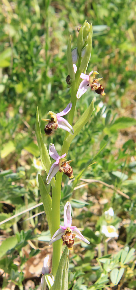 Image of Ophrys oestrifera specimen.