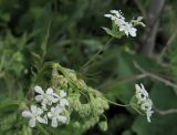Anthriscus sylvestris