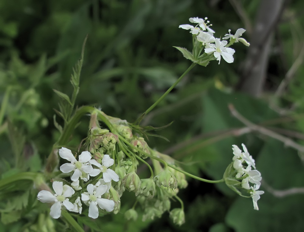 Изображение особи Anthriscus sylvestris.