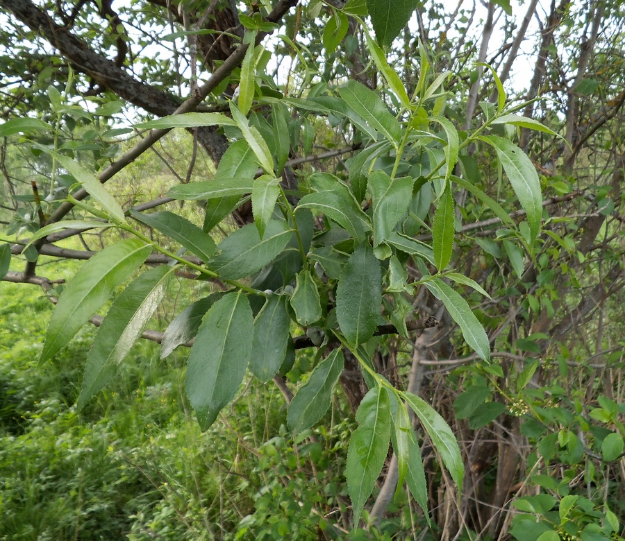 Image of Salix &times; meyeriana specimen.