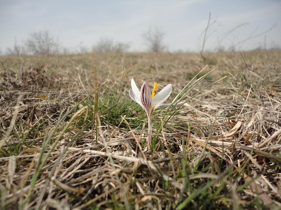 Изображение особи Crocus reticulatus.