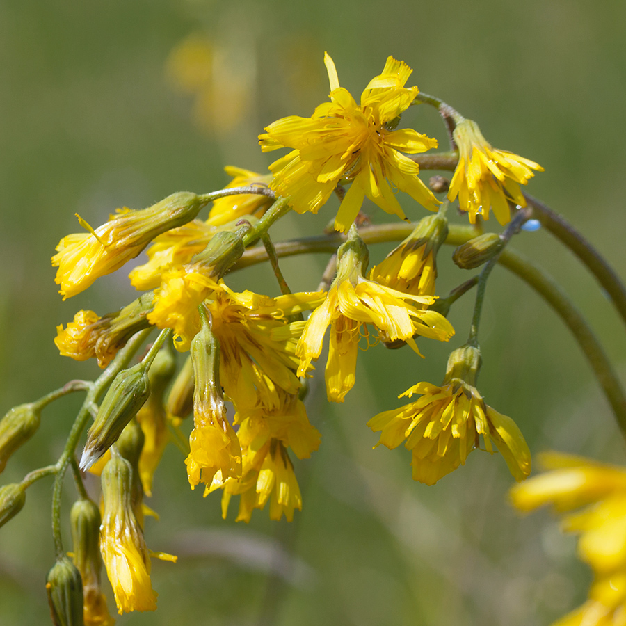 Image of Crepis praemorsa specimen.