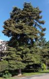 genus Abies. Взрослое дерево. Крым, г. Ялта, возле памятника В.И. Ленину. 23.05.2013.
