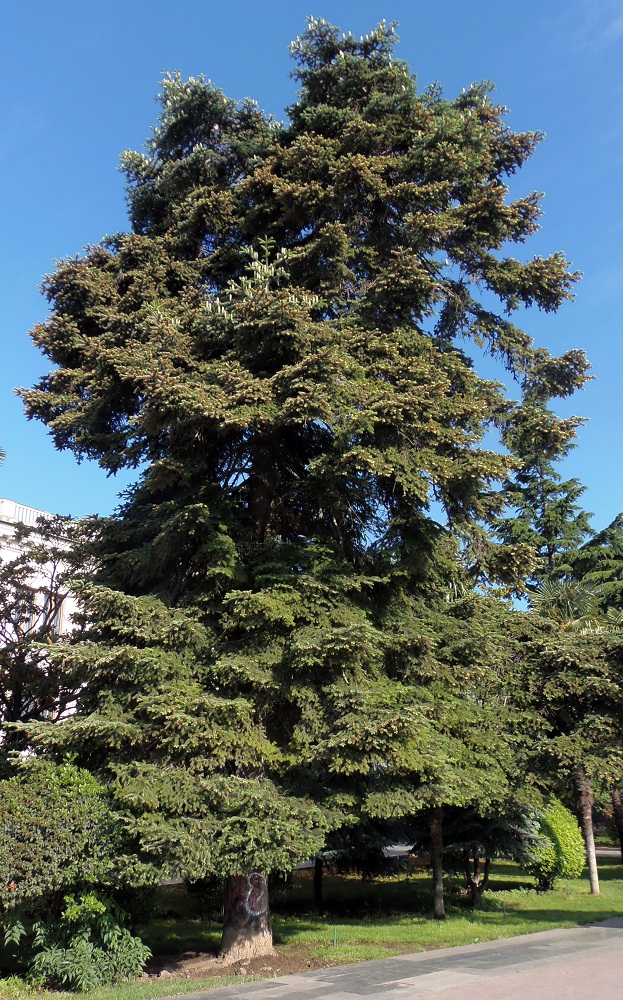 Image of genus Abies specimen.
