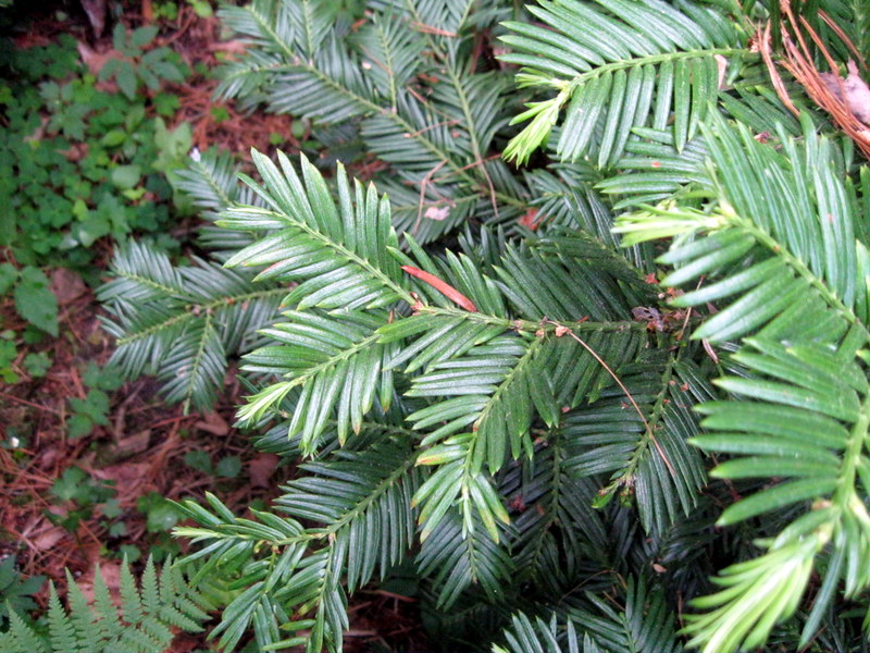 Image of Cephalotaxus harringtonia var. drupacea specimen.