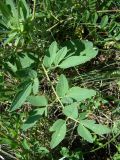 Clematis lathyrifolia