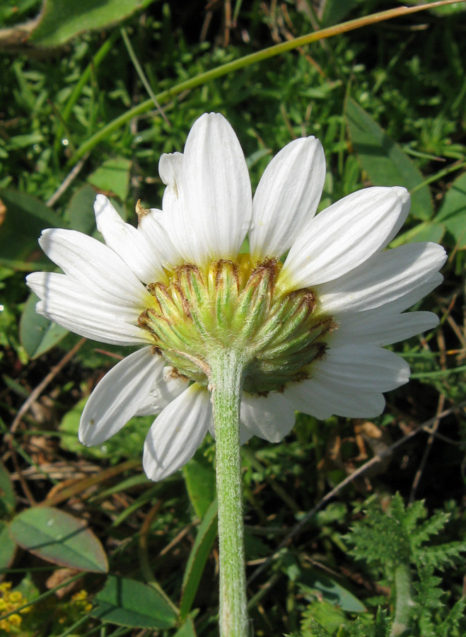 Изображение особи Anthemis jailensis.