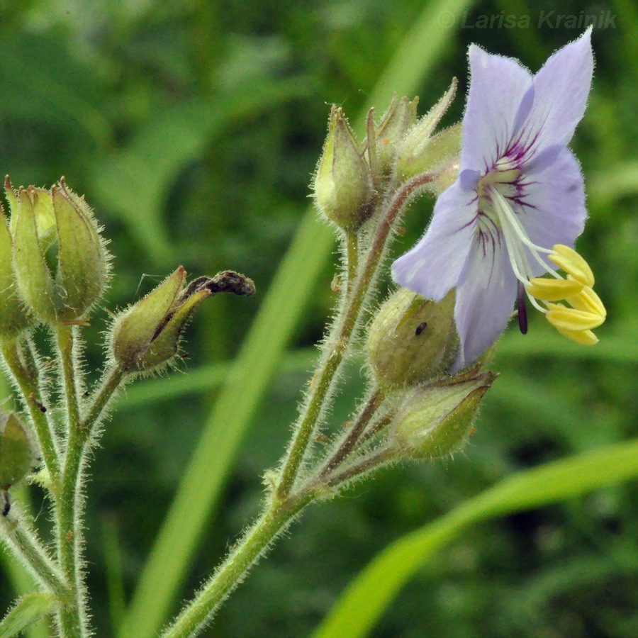 Image of Polemonium chinense specimen.