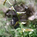 Oxytropis dasypoda