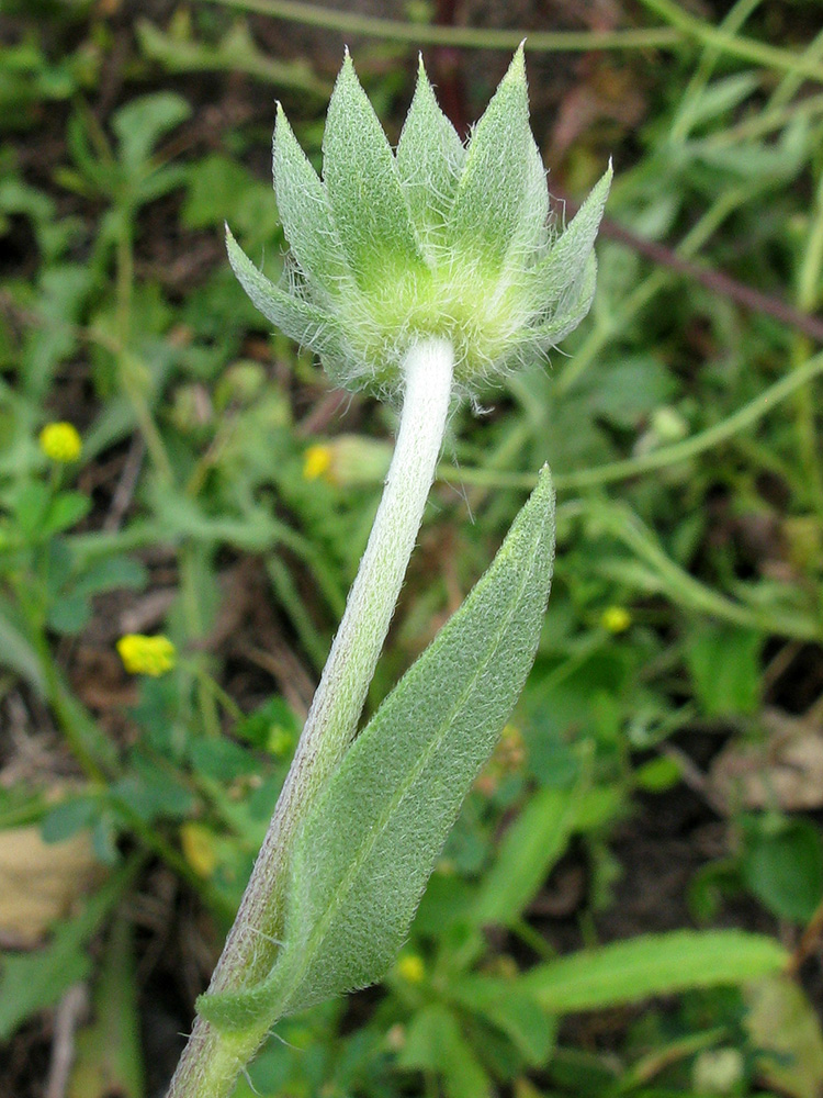 Изображение особи род Gaillardia.