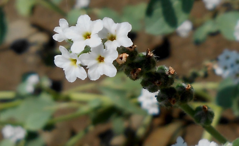 Image of genus Heliotropium specimen.