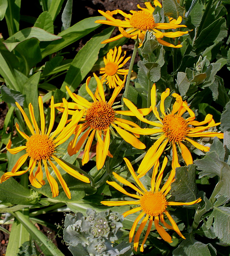 Image of Hymenoxys hoopesii specimen.