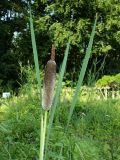 Typha shuttleworthii