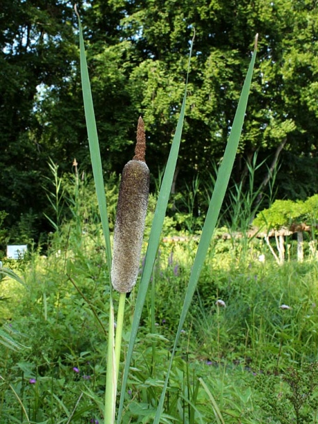 Image of Typha shuttleworthii specimen.