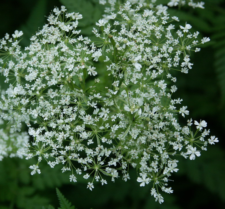 Image of Myrrhis odorata specimen.