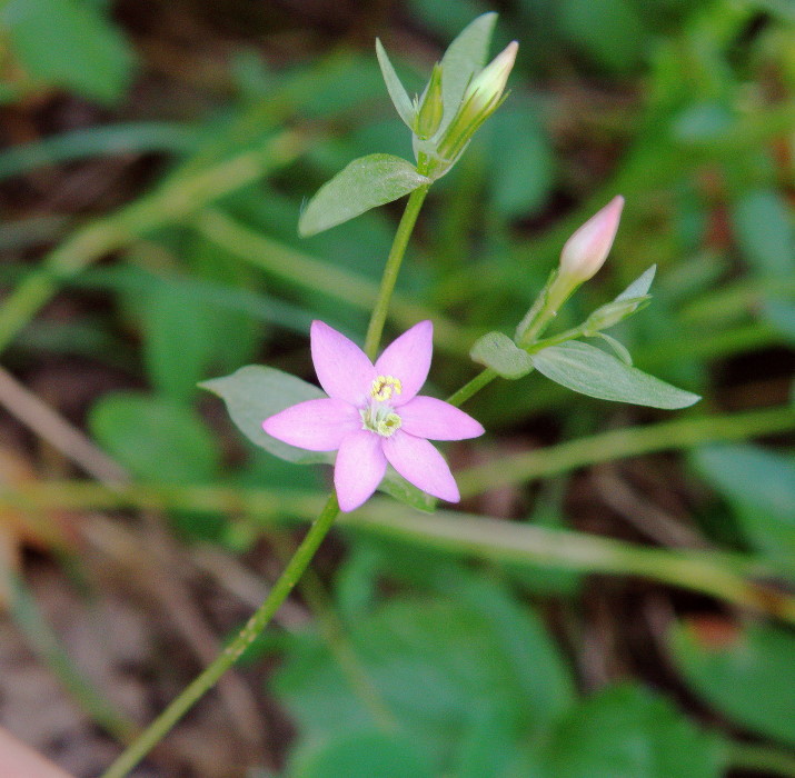 Изображение особи род Centaurium.