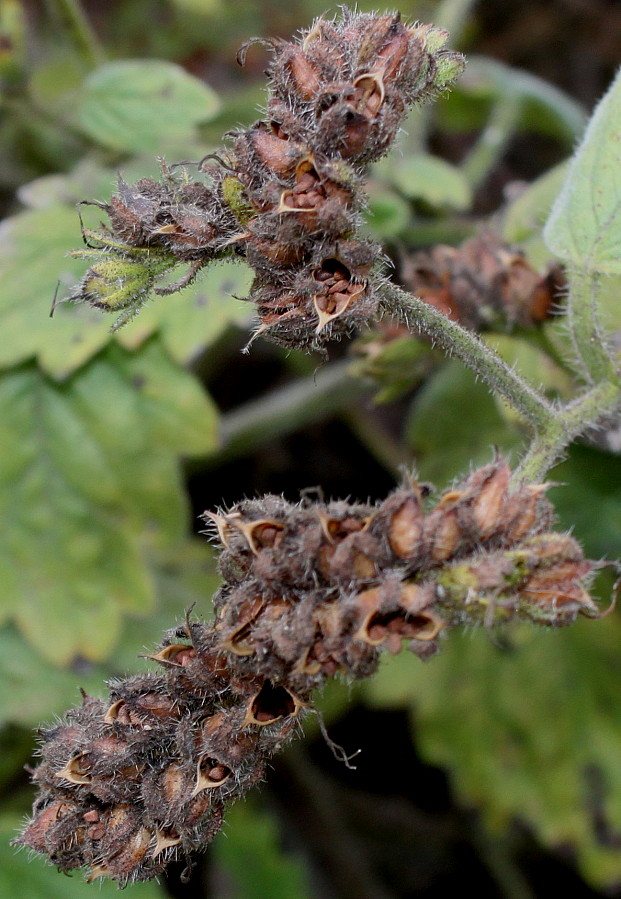 Image of Phacelia bolanderi specimen.