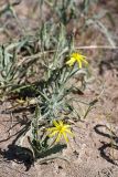 Scorzonera circumflexa. Цветущее растение. Южный Казахстан, восточная граница пустыни Кызылкум. 05.05.2013.