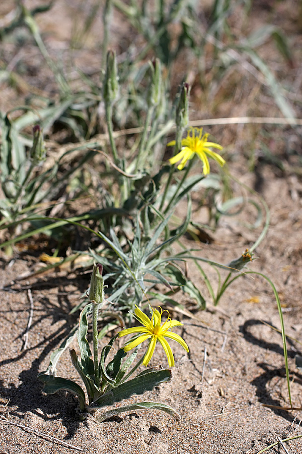 Image of Scorzonera circumflexa specimen.