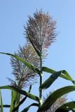 Arundo donax