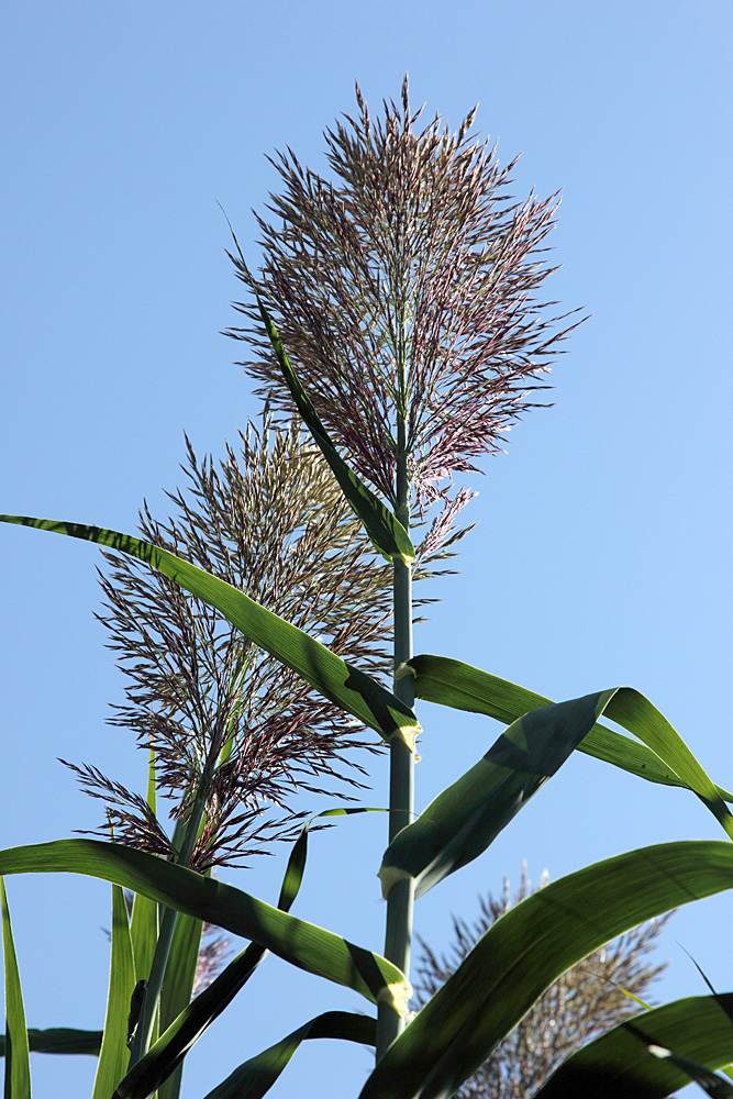 Изображение особи Arundo donax.