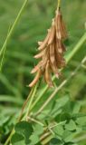 Crotalaria pallida. Соплодие. Таиланд, остров Пханган. 24.06.2013.