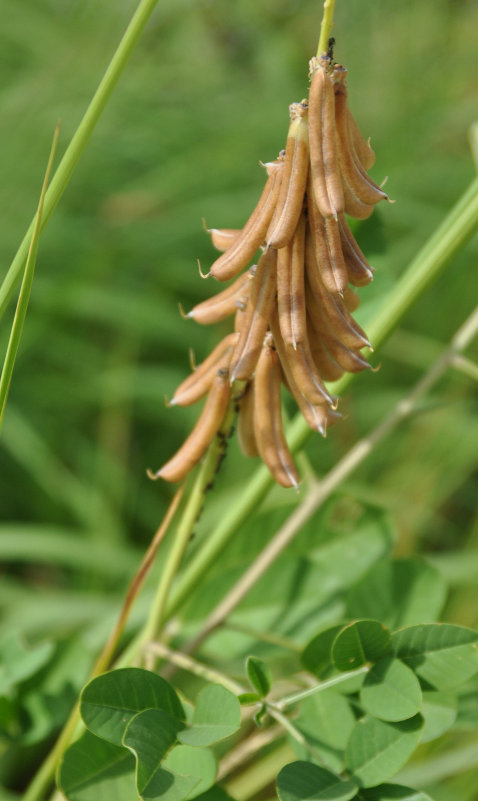 Image of Crotalaria pallida specimen.
