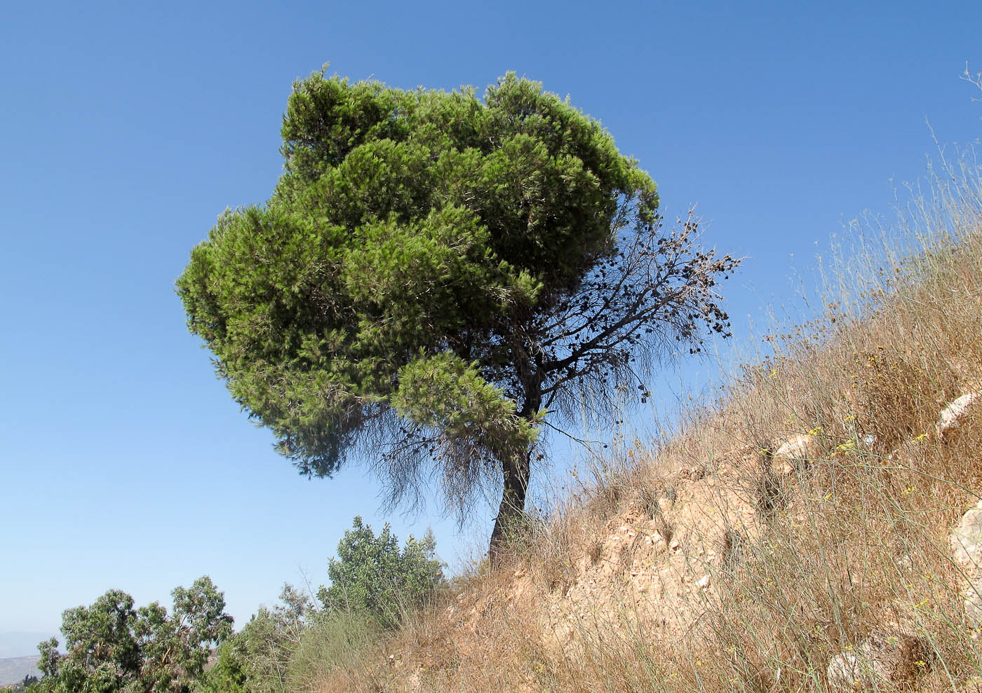 Изображение особи Pinus pinea.