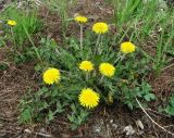 Taraxacum officinale