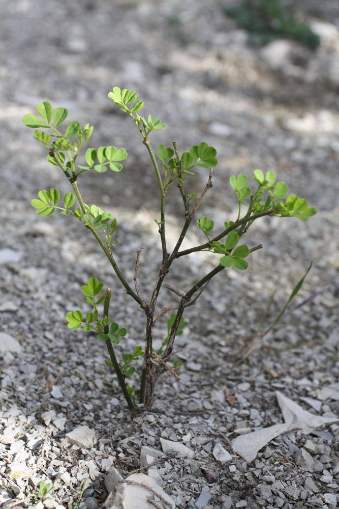 Изображение особи Hippocrepis emeroides.